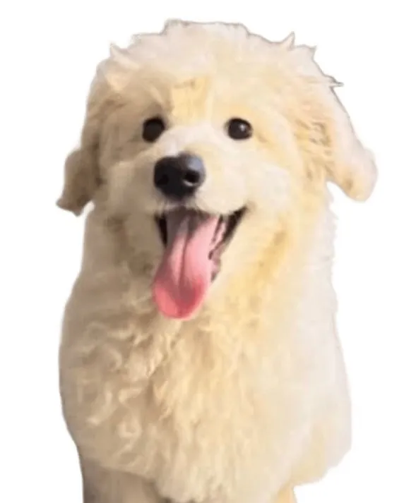 犬🐕